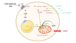 Cell Signaling Technology UCP1