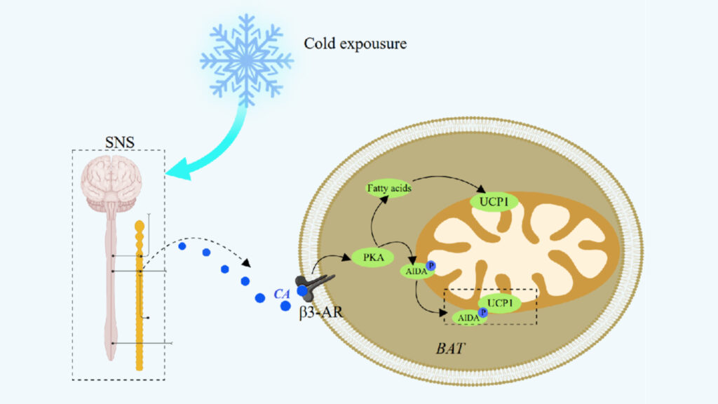 Cell Signaling Technology UCP1 Methods Detection