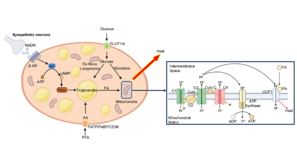 Molecular Mechanisms