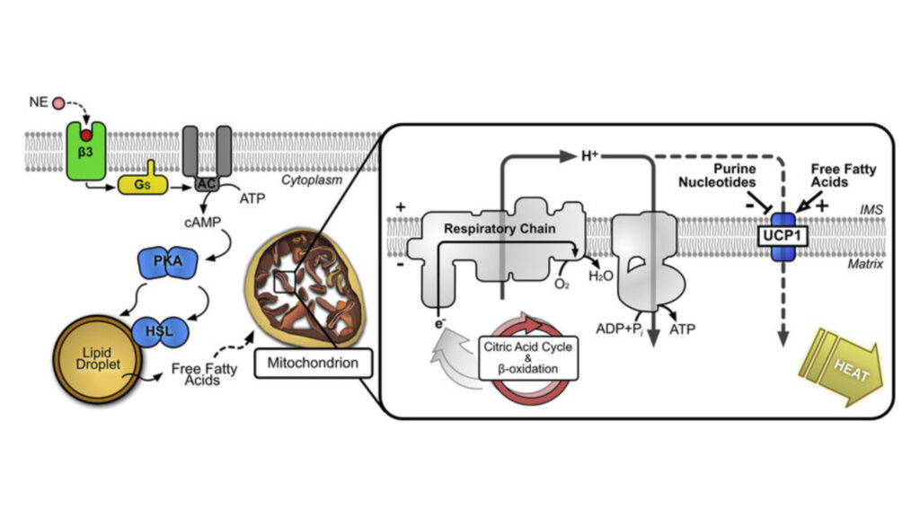 Technical Support for Cell Signaling Technology UCP1 Research