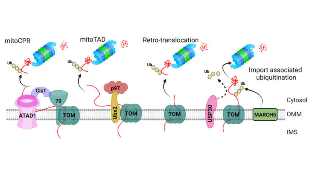 Post-Translational Modifications