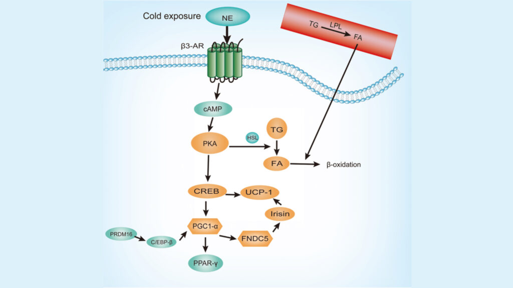 Cell Signaling Technology UCP1: Signaling Pathways in Brown Fat Activation