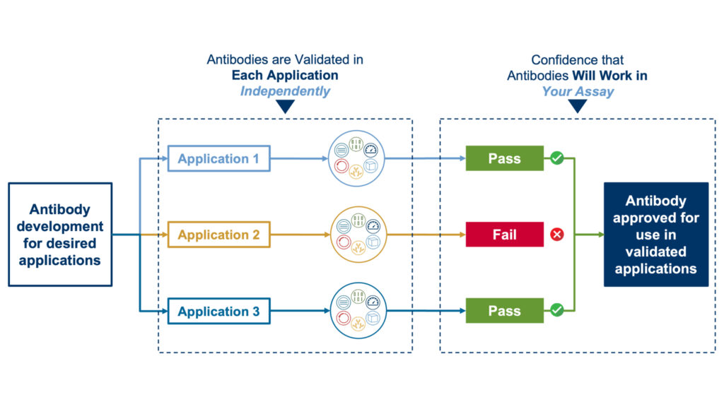 Cell Signaling Technology UCP1 Validation Methods