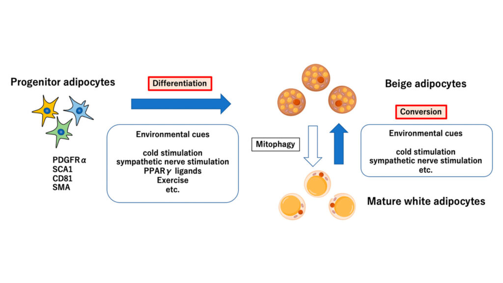 Therapeutic Applications of UCP1 Research