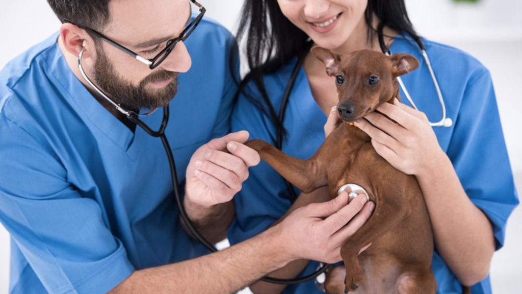 The Evolution of Vet Tech Roles in 2024